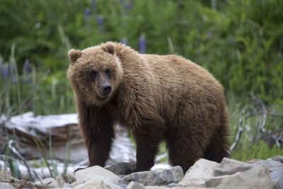 Portrait de l'ours brun sauvage en liberté
