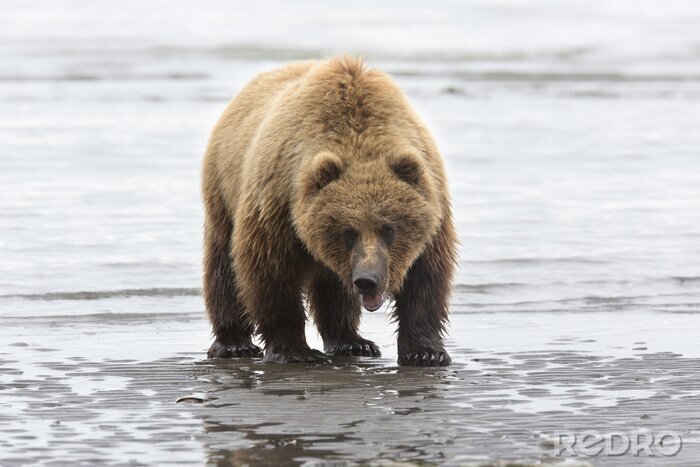 Tableau  Portrait de l'ours brun sauvage en liberté