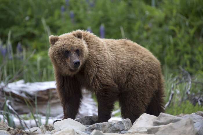 Tableau  Portrait de l'ours brun sauvage en liberté