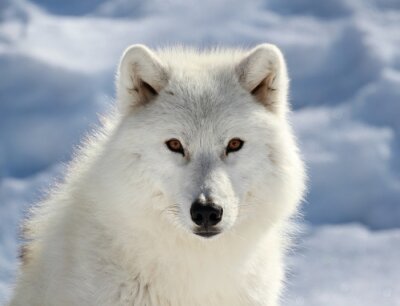 Portrait de loup blanc sur le ciel
