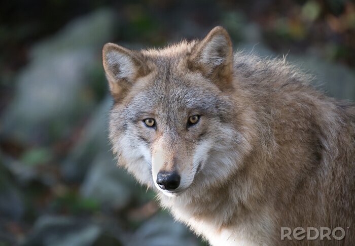 Tableau  Portrait de loup gris