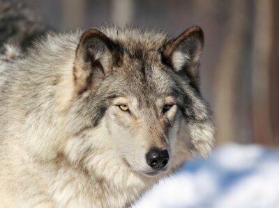 Portrait de loup gris dans la neige