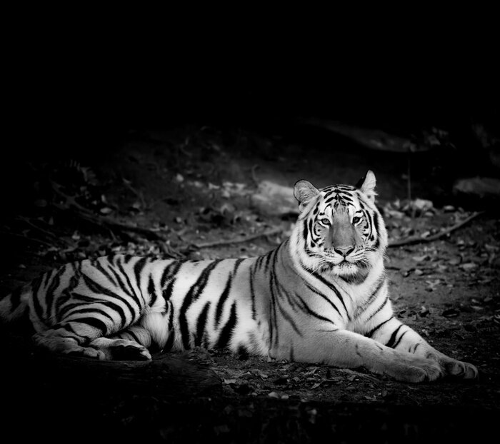 Tableau  Portrait de tigre monochrome