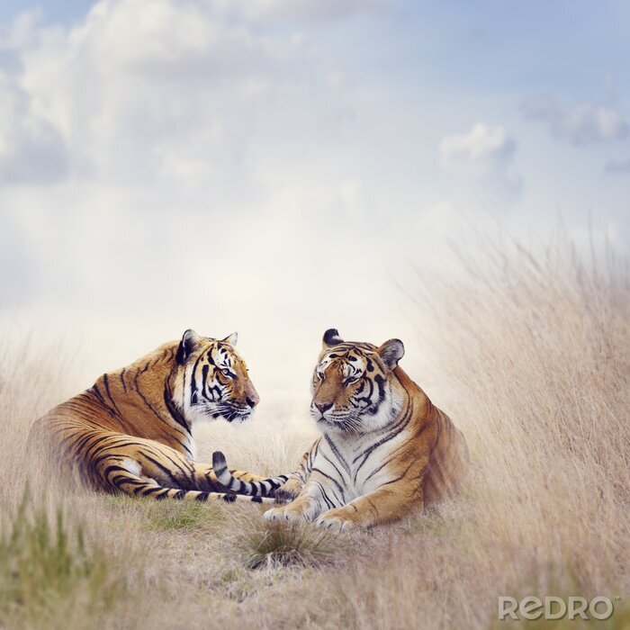 Tableau  Portrait de tigres dans la savane