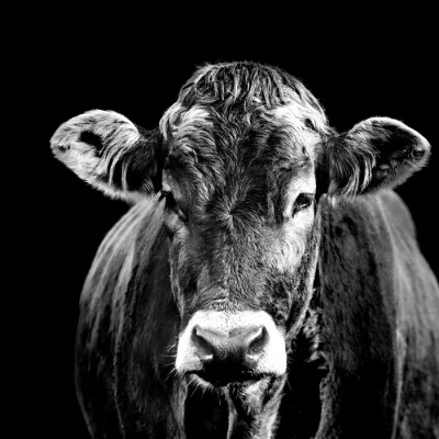 Portrait en noir et blanc d'une vache