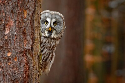 Portrait of Great grey owl, Strix nebulosa, hidden behind tree trunk in the winter forest, with yellow eyes. Wildlife scene from wild nature. Funny image with owl.