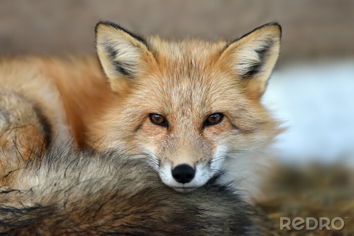 Tableau  portrait Red fox