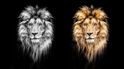 Portraits de lions dorés et gris