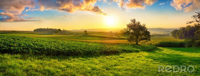 Tableau  Prairie au coucher du soleil