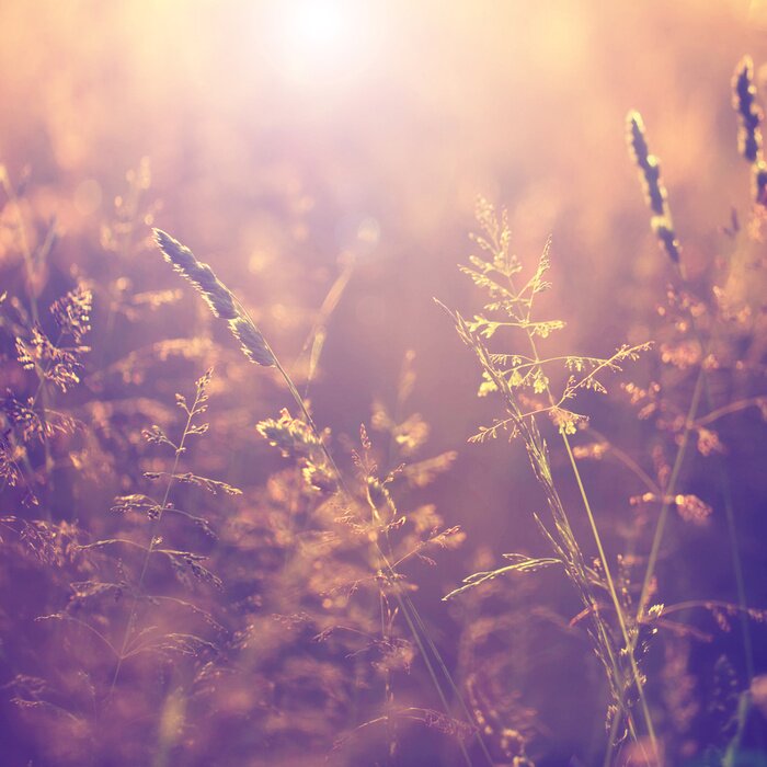 Tableau  Prairie au soleil