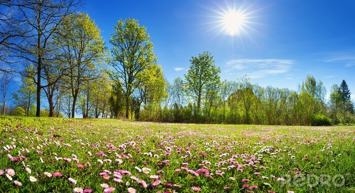 Tableau  Prairie avec beaucoup de fleurs de marguerite de printemps blanc et rose en journée ensoleillée
