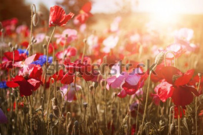 Tableau  Prairie avec des coquelicots rouges