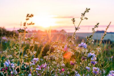 Tableau  Prairie avec des fleurs au coucher du soleil