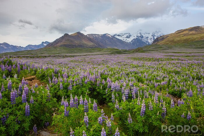Tableau  Prairie avec des fleurs violettes et des montagnes