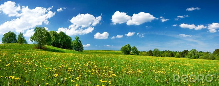 Tableau  Prairie avec des pissenlits et ciel bleu