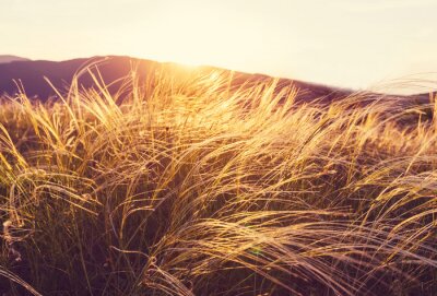 Prairie d'été et nature