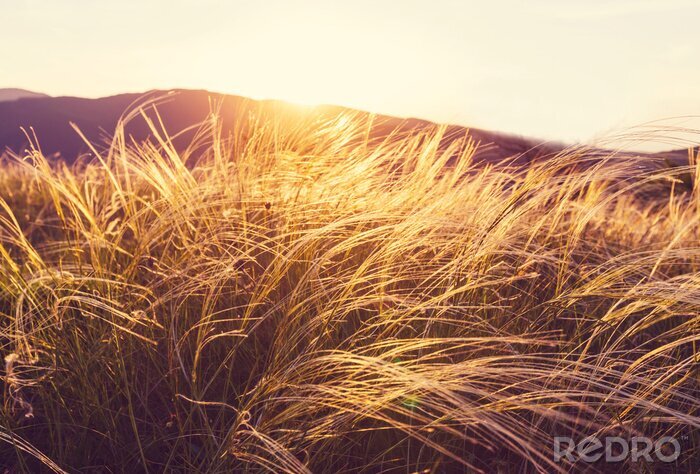 Tableau  Prairie d'été et nature