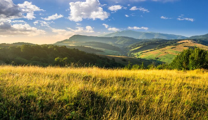 Tableau  prairie d'herbes hautes dans les montagnes au lever du soleil