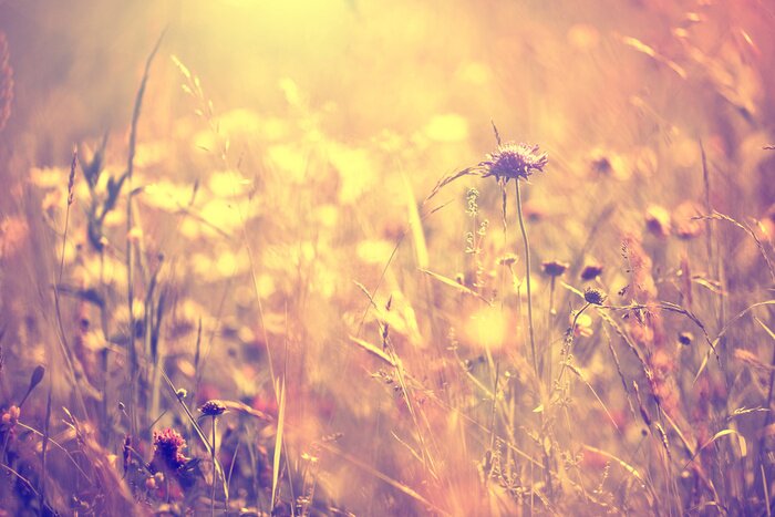 Tableau  Prairie dans le style vintage