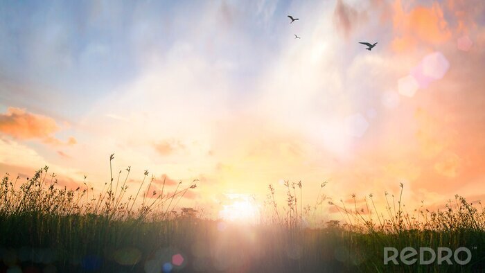 Tableau  Prairie en plein soleil