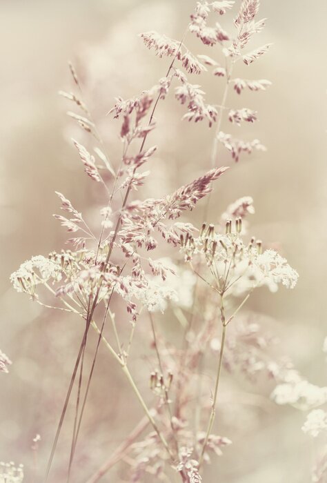 Tableau  Prairie subtile et nature