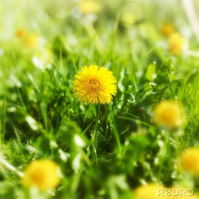 Tableau  Pré avec des pissenlits
