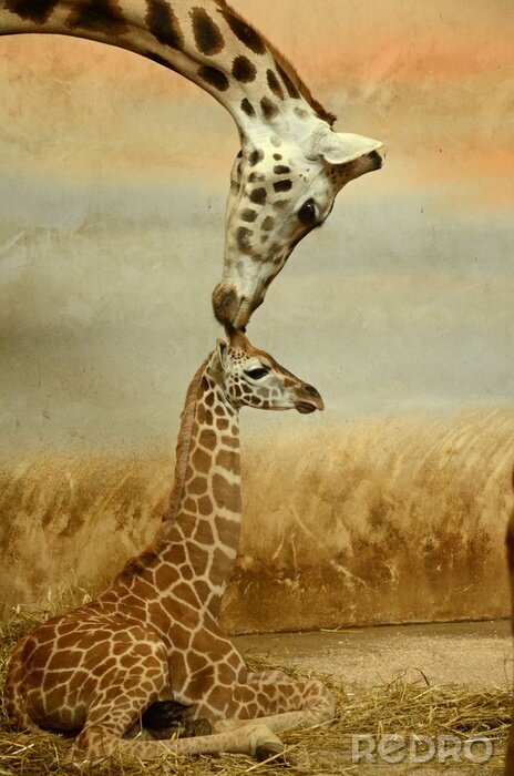 Tableau  Prendre soin de la girafe et des petits