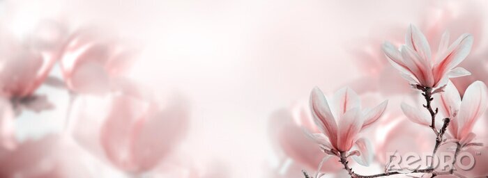 Tableau  Printemps dans la nature magnolias en fleurs