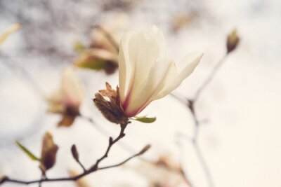 Tableau  Printemps Magnolia Blossom