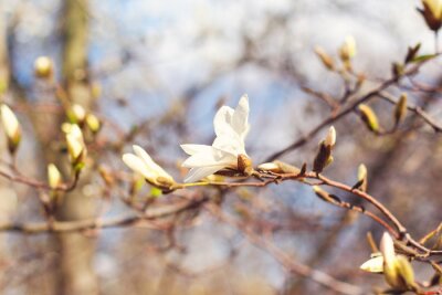 Tableau  Printemps Magnolia Blossom