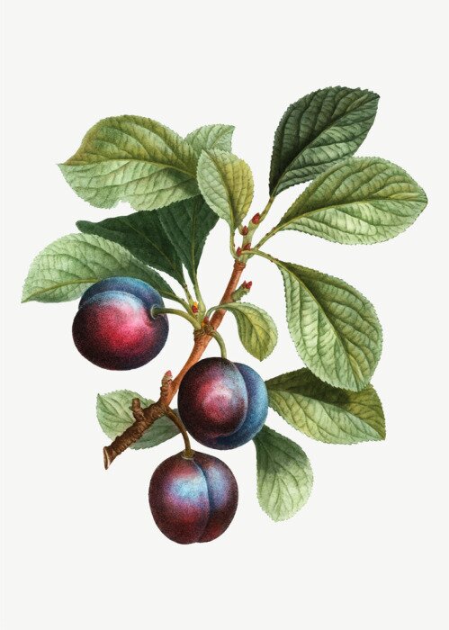 Tableau  Prunes foncées sur une branche dessin en couleur