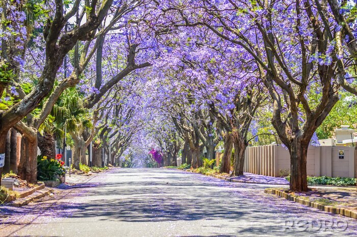 Tableau  Purple blue Jacaranda mimosifolia bloom in Johannesburg and Pretoria street during spring in October in South Africa