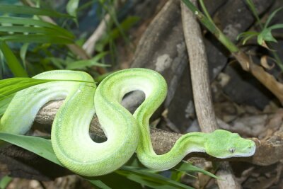 Python vert dans la forêt