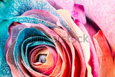 Tableau  Rainbow Rose, gros plan, macro.