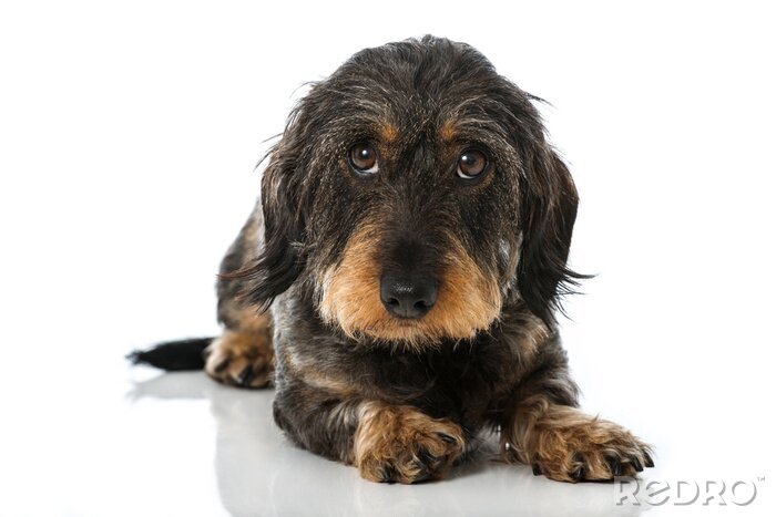 Tableau  Rauhaardackel