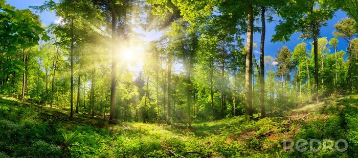 Tableau  Rayons de soleil dans une forêt verte entre les arbres