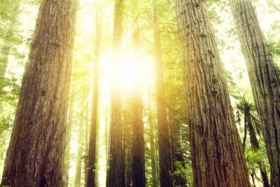 Rayons de soleil entre les arbres