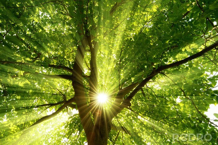 Tableau  Rayons de soleil et arbre
