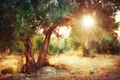 Rayons de soleil perçant à travers des oliviers