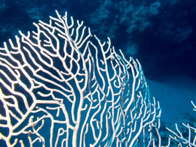 Tableau  Récif corallien à la gorgone au fond d'une mer tropicale