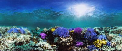 Récif corallien coloré au fond