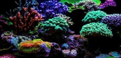 Récif corallien d'aquarium