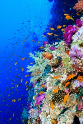 Récif corallien en Égypte