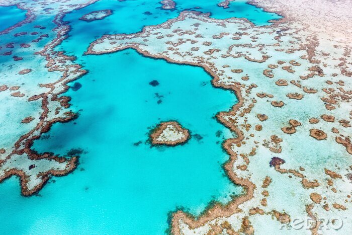 Tableau  Récif corallien exotique