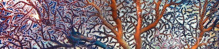 Tableau  Récif corallien panoramique