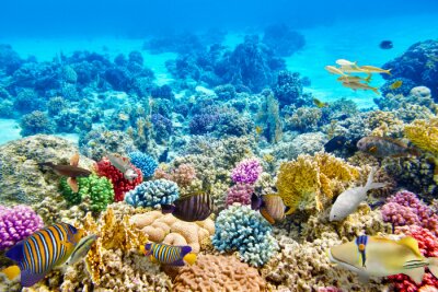 Récif corallien sous-marin