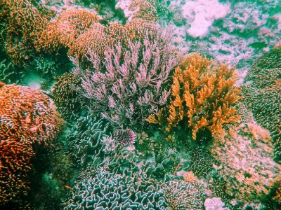Tableau  Récif de corail dans le parc national de Komodo, mer de Flores, Nusa Tenggara, Indonésie.