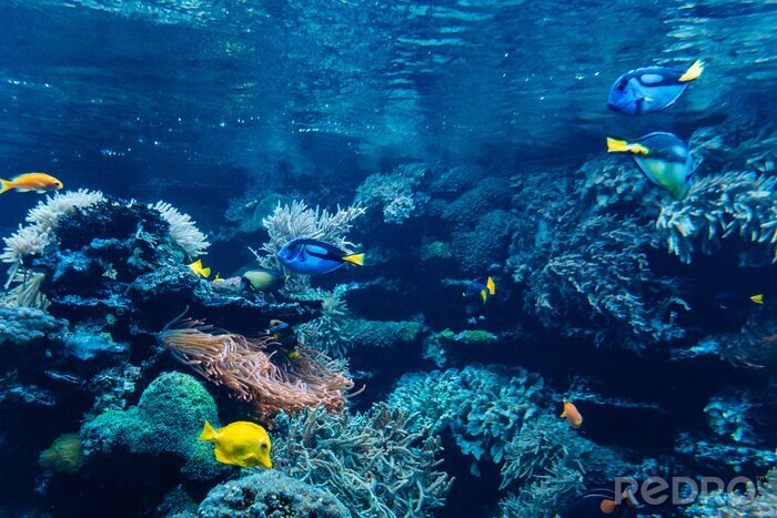 Tableau  Récif de corail dans les hauts-fonds