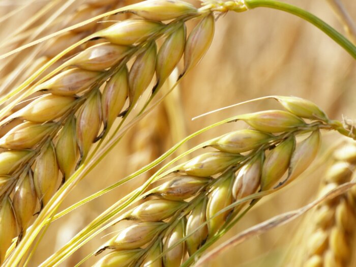 Tableau  Récolte et nature