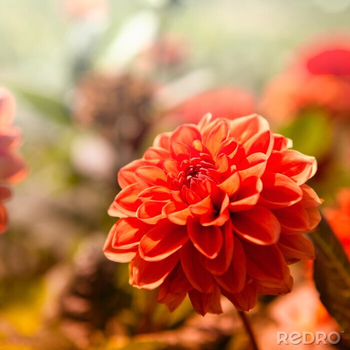 Tableau  Red Dahlia Flower